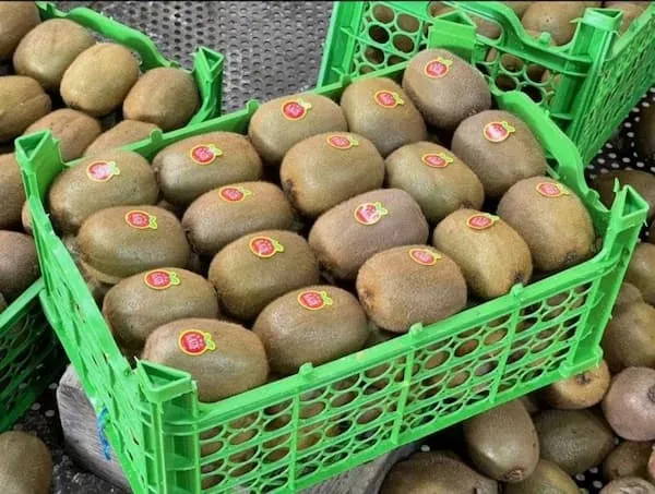 خرید کیوی درجه یک صادراتی با قیمت استثنایی