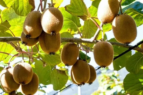 قیمت خرید کیوی صادراتی مازندران + آموزش